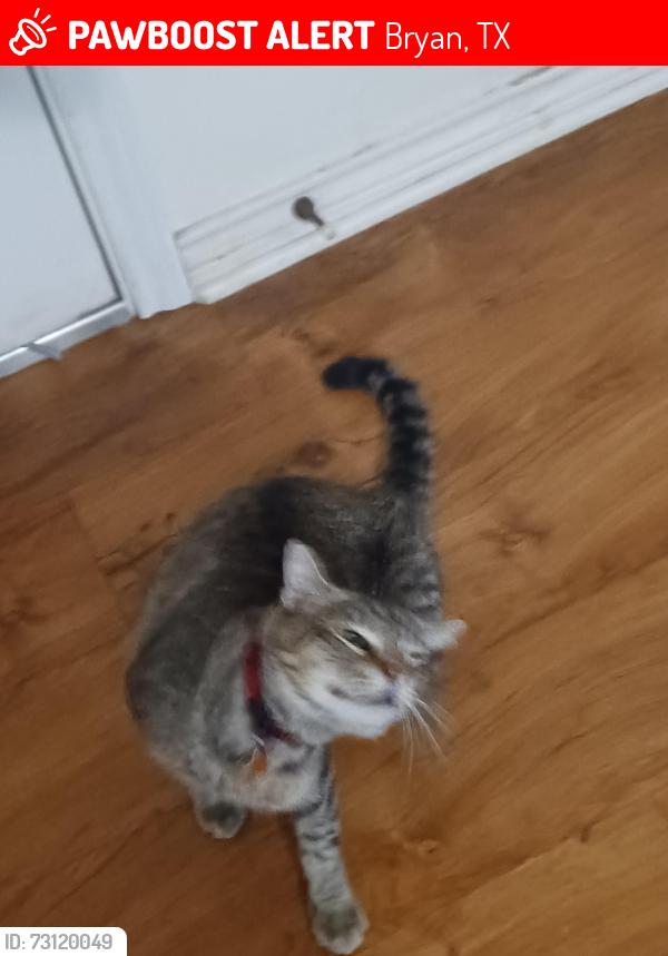Lost Male Cat last seen Leonard Rd, Bryan, TX 77803