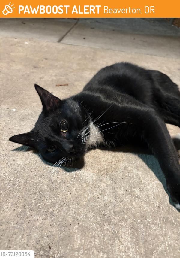 Found/Stray Male Cat last seen Near west at the trails apmts, Beaverton, OR 97007