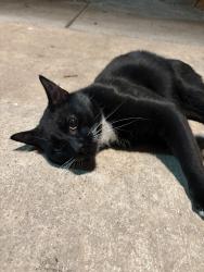 Found/Stray Male Cat last seen Near west at the trails apmts, Beaverton, OR 97007