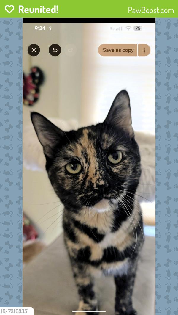Reunited Female Cat last seen Denny road, Beaverton, OR 97008