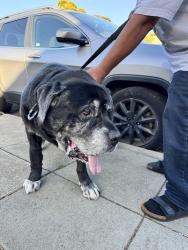 Reunited Male Dog last seen 60th Avenue between Camden and Brann, Oakland, CA 94605