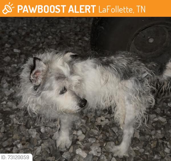 Found/Stray Female Dog last seen Country club road LaFollette, LaFollette, TN 37766