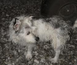 Found/Stray Female Dog last seen Country club road LaFollette, LaFollette, TN 37766