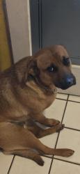 Reunited Female Dog last seen Wayne + Vinewood, Romulus, MI 48174