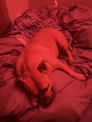 Reunited Male Dog last seen Near Washburn Ave N Minneapolis, Minneapolis, MN 55430