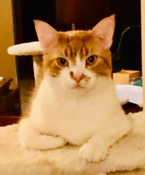 Reunited Male Cat last seen Autumn Creek Park Bend Dr, Friendswood, TX 77546