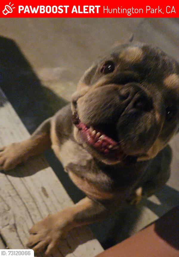Lost Male Dog last seen Near E Florence, Huntington Park, CA 90255