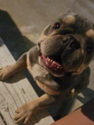 Lost Male Dog last seen Near E Florence, Huntington Park, CA 90255