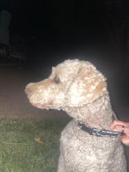 Reunited Male Dog last seen Richfield and Browning, North Albuquerque Acres, NM 87122