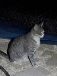 Reunited Male Cat last seen cedrus dr. & w central ave., Tracy, CA 95376