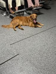 Found/Stray Unknown Dog last seen Speedway and pantano, Tucson, AZ 85715