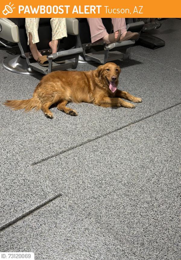 Found/Stray Unknown Dog last seen Speedway and pantano, Tucson, AZ 85715