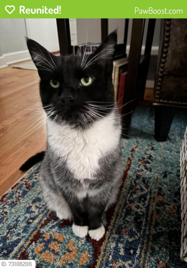 Reunited Female Cat last seen w 36th and eliot, Denver, CO 80211