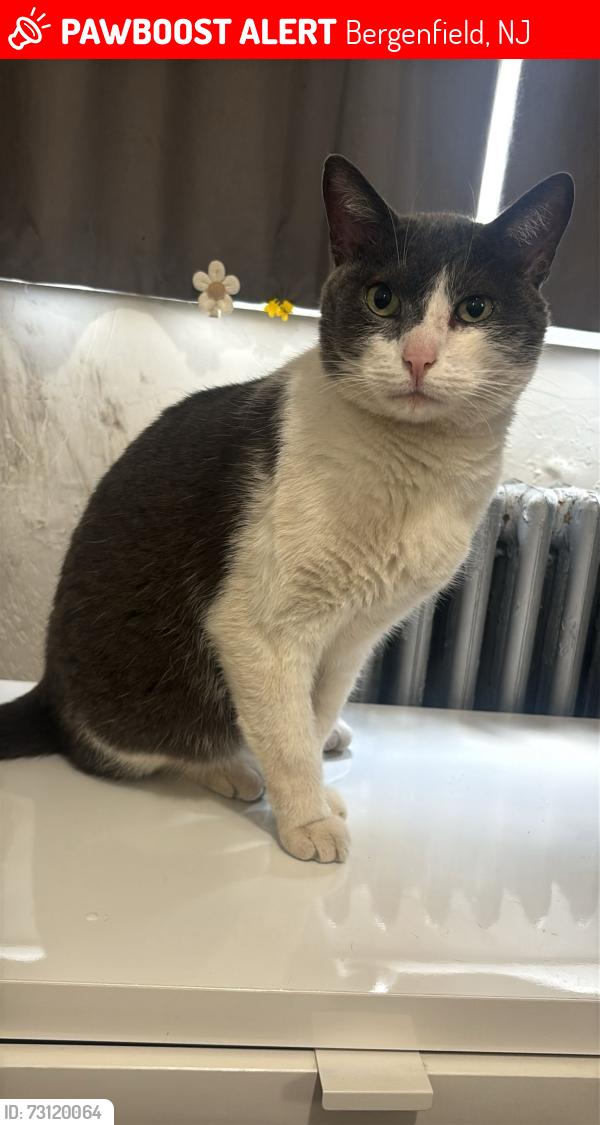 Lost Male Cat last seen Ivy lane apmts , Bergenfield, NJ 07621