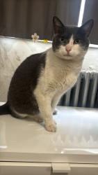 Lost Male Cat last seen Ivy lane apmts , Bergenfield, NJ 07621
