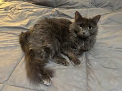 Lost Female Cat last seen Fisk and 29th Lincoln heights, Spokane, WA 99223