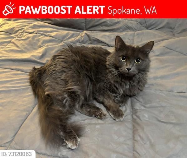 Lost Female Cat last seen Fisk and 29th Lincoln heights, Spokane, WA 99223
