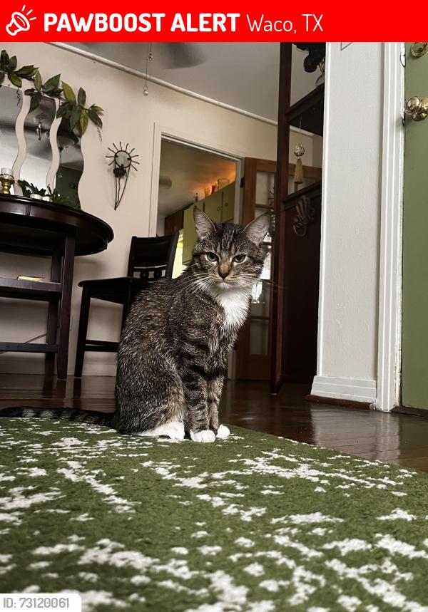 Lost Male Cat last seen The Bruin apmts by Baylor, Waco, TX 76706