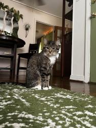 Lost Male Cat last seen The Bruin apmts by Baylor, Waco, TX 76706