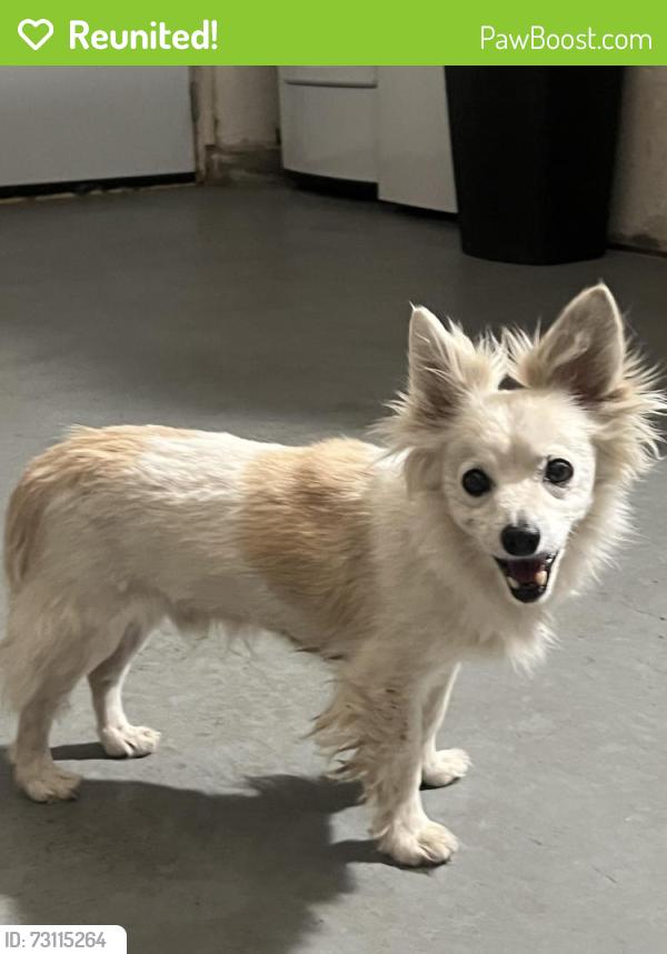 Reunited Male Dog last seen 17th west and w ave h8, Lancaster, CA 93534