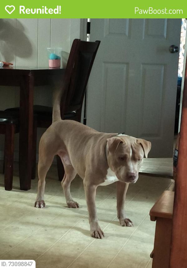 Reunited Male Dog last seen Boone St and Coulter St, Bryan, TX 77803