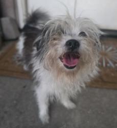 Found/Stray Female Dog last seen Ferguson Avenue and N Jacob Court, Visalia, CA 93277