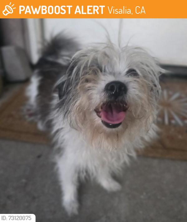 Found/Stray Female Dog last seen Ferguson Avenue and N Jacob Court, Visalia, CA 93277