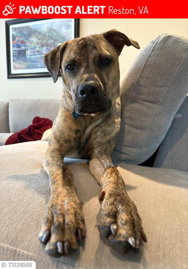 Lost Male Dog last seen Reston Golf Course near North Shore Drive, Reston, VA 20190