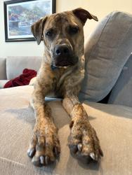 Lost Male Dog last seen Reston Golf Course near North Shore Drive, Reston, VA 20190