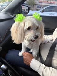 Reunited Female Dog last seen Peyton and Paseo del Este, Summit County, OH 44203