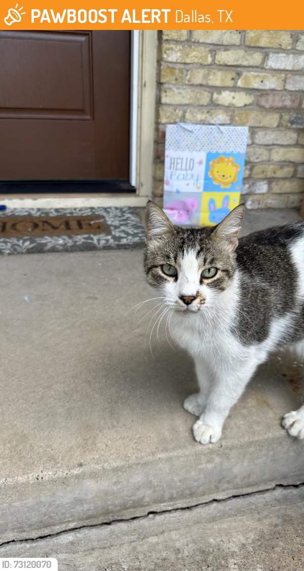 Found/Stray Female Cat last seen Bruton & prairie creek . Riverway Drive street, Dallas, TX 75227