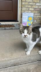Found/Stray Female Cat last seen Bruton & prairie creek . Riverway Drive street, Dallas, TX 75227