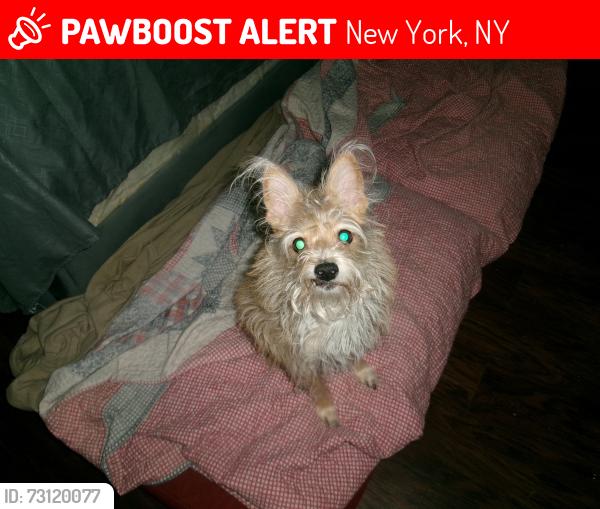 Lost Male Dog last seen W 135st, New York, NY 10031