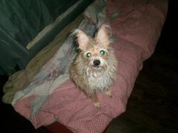 Lost Male Dog last seen W 135st, New York, NY 10031