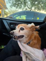 Reunited Male Dog last seen Terra vista parkway and Spruce, Rancho Cucamonga, CA 91730