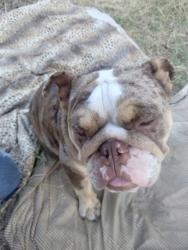 Reunited Female Dog last seen USA BMX on Elkhorn Blvd and Dry Creek Rd, Rio Linda, CA 95673