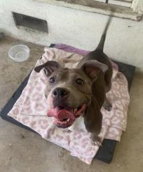 Found/Stray Female Dog last seen Gst and courtland dr, San Bernardino, CA 92405