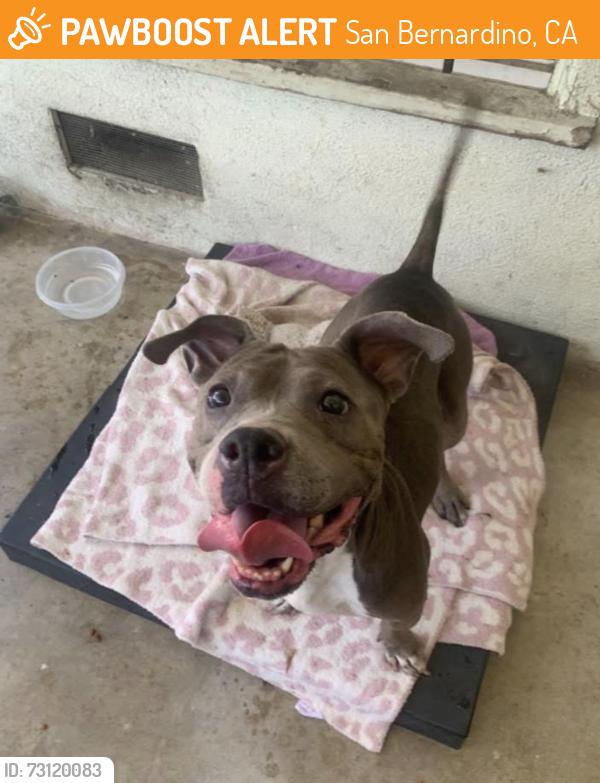 Found/Stray Female Dog last seen Gst and courtland dr, San Bernardino, CA 92405
