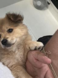Lost Male Dog last seen 67th st and Welton Inglewood, Inglewood, CA 90302