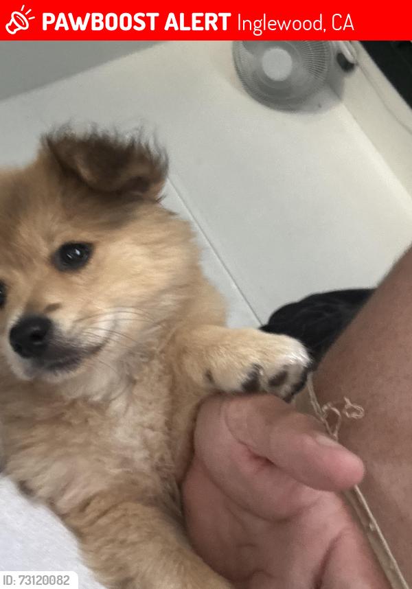 Lost Male Dog last seen 67th st and Welton Inglewood, Inglewood, CA 90302