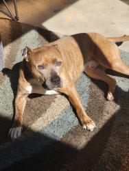 Reunited Male Dog last seen Cumberland and winterlochen dr, Dunn, NC 28334