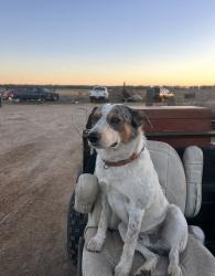 Reunited Male Dog last seen kingsbury rd, Kingsbury, TX 78638