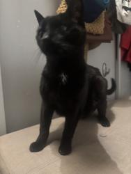 Reunited Unknown Cat last seen Se Francis and 29, Portland, OR 97202