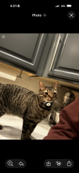 Lost Male Cat last seen N 32nd st and E deer valley rd, Phoenix, AZ 85050