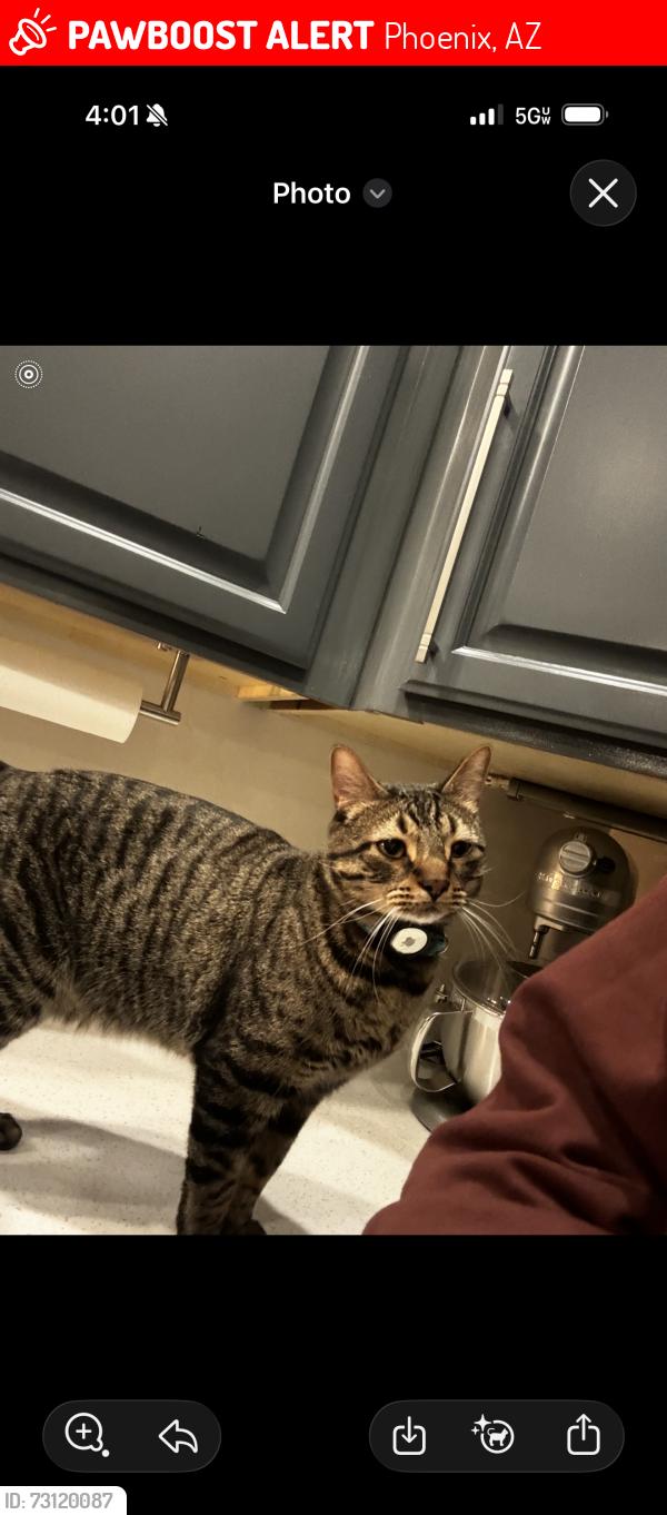Lost Male Cat last seen N 32nd st and E deer valley rd, Phoenix, AZ 85050