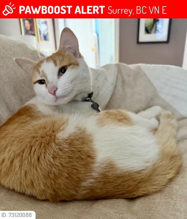 Lost Male Cat last seen 160a Street and 93 Ave, Surrey, BC V4N 3E3