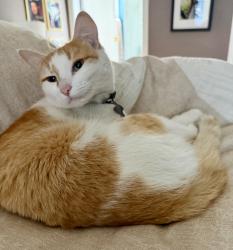 Lost Male Cat last seen 160a Street and 93 Ave, Surrey, BC V4N 3E3