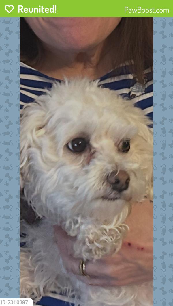 Reunited Female Dog last seen Near Portland ave, Minneapolis, MN 55407