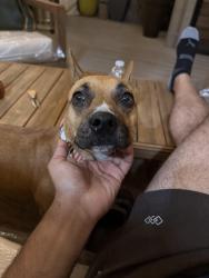 Reunited Female Dog last seen Lyric lane, San Jose, CA 95111