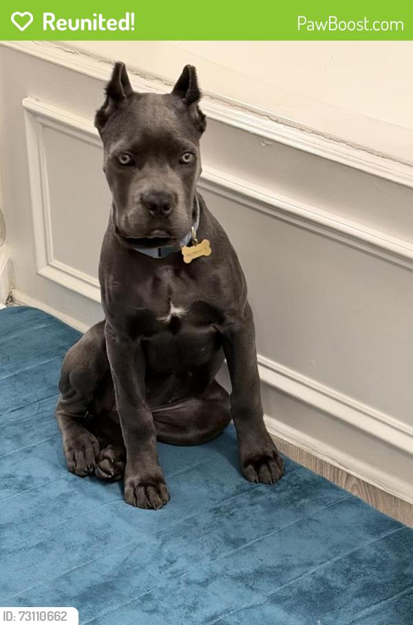 Reunited Female Dog last seen Shadow Lake Community/ Cowan Road, Rockdale County, GA 30094